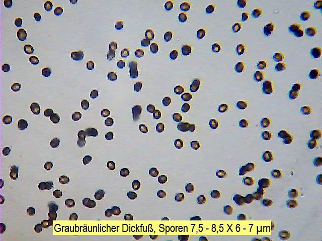 Sporen Graubräunlicher Dickfuß